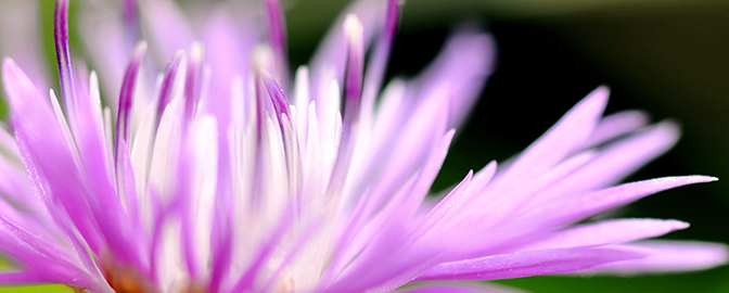 Close-up van een paarse bloem